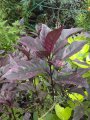Pseuderantemum Atropurpureum - Hauteur : 3/4 mètres  Origine : Pacifique